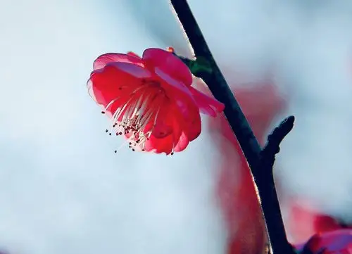 一朵梅花摘走了一个季节