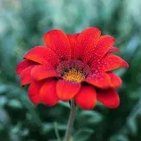 红花一朵微信头像_微信头像图片大全