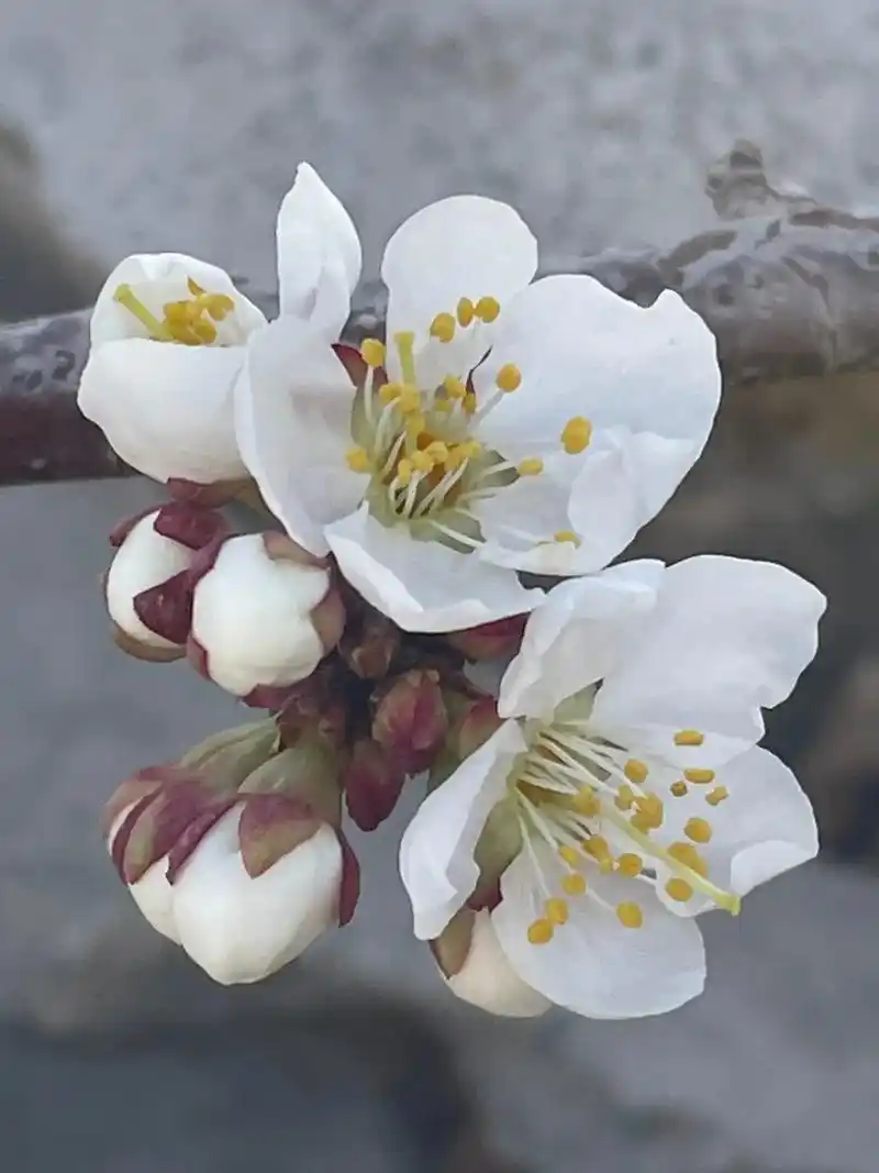 杏花是中国著名的观赏树木.杏广布于东亚及中亚.其可采用 - 抖音