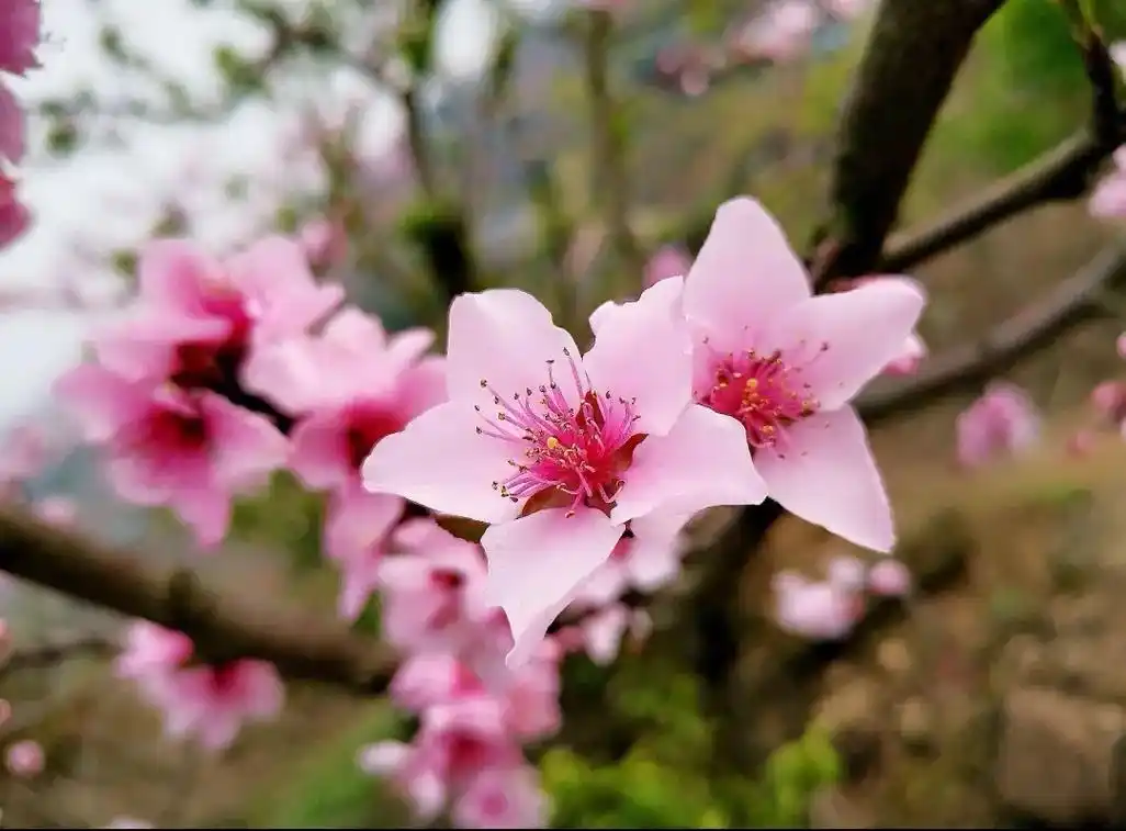 初春入夜甚寒,闲看照片,犹忆那年桃花盛开的时节. - 抖音