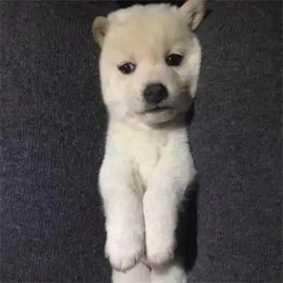 2023年最火qq宠物头像