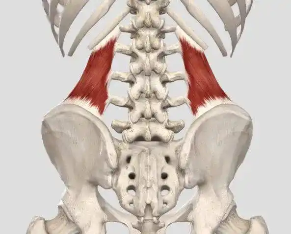 80腰痛的罪魁祸首腰方肌