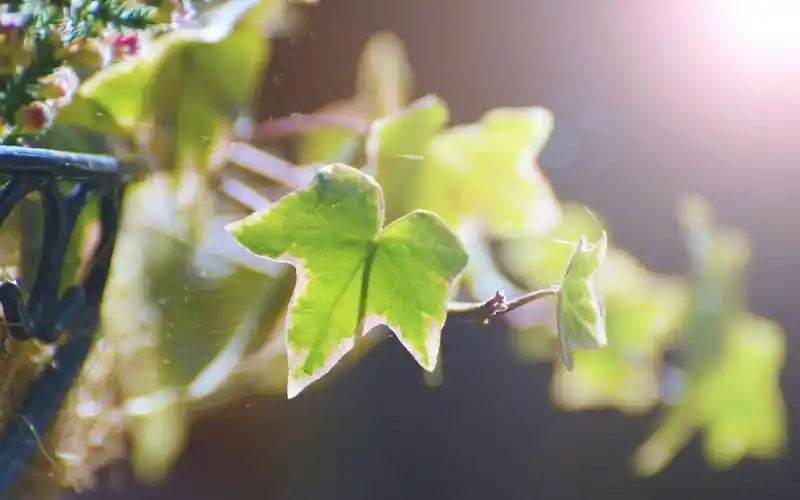 植物图片 高清护眼清新绿色植物图片壁纸