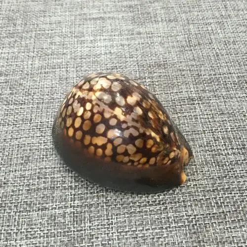 虎斑贝 鱼缸家居 酒店装饰 天然贝壳 海螺 海星批发