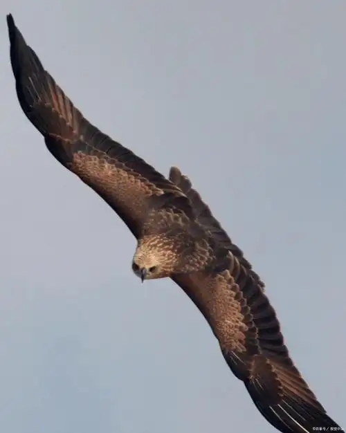 雄鹰给家长们上了一课,如何让孩子变得更自信《哲理故事》