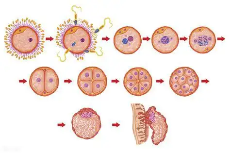 孕囊是原始的胎盘组织,是由羊膜,血管网包裹的小胚胎.