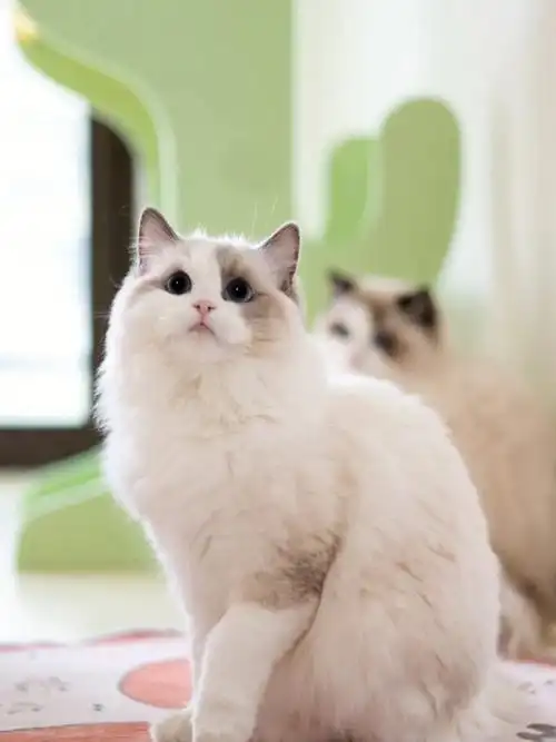 布偶猫蓝双妹妹快带回家取个好听的名字吧