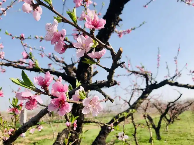 桃花盛开