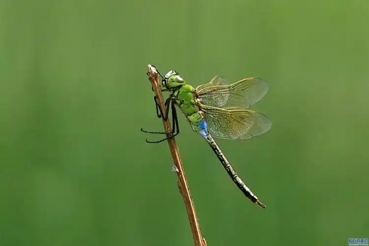 几种常见的蜻蜓