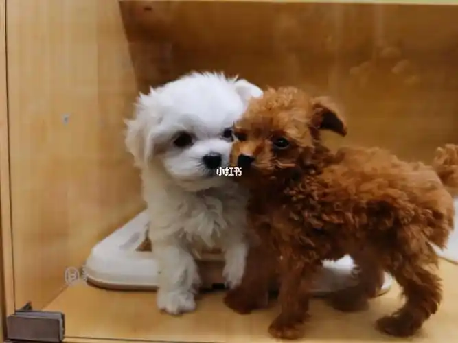 两个小可爱00马尔济斯小泰迪