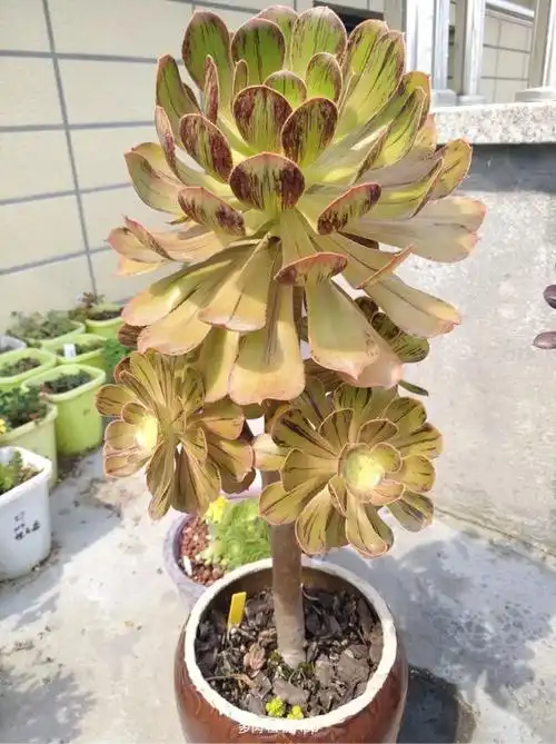 世界见闻                  一颗拉丝锦法师!