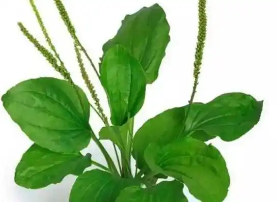 "车前草"是个宝,用它来泡水喝,或能帮助解决这4个问题