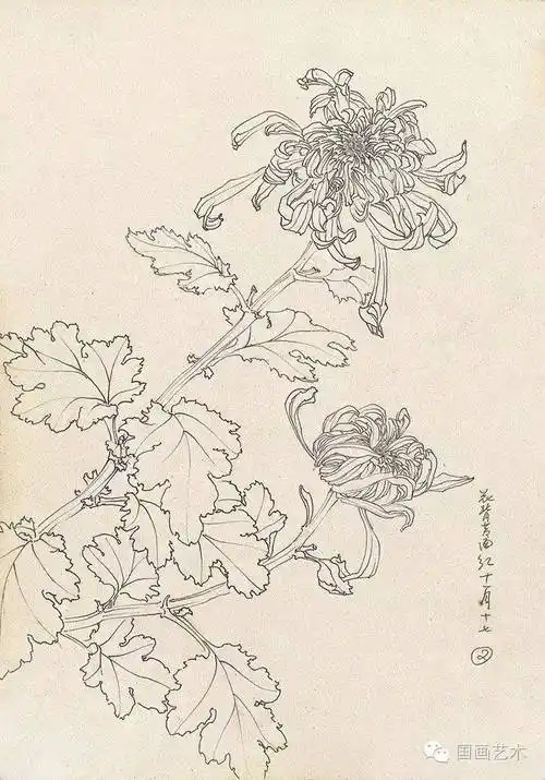 邹传安菊花白描写生作品欣赏