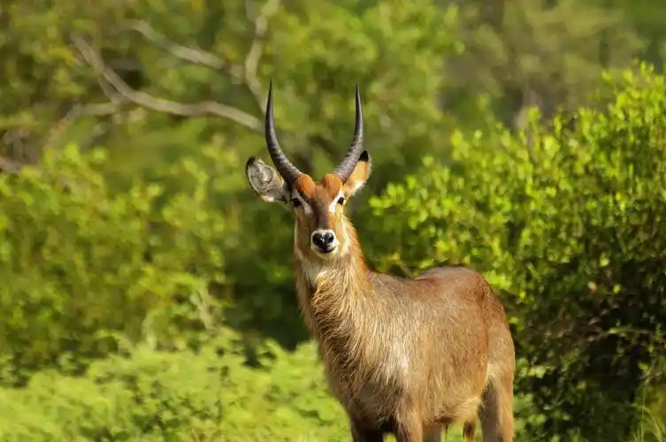 树林里的羚羊高清桌面壁纸下载 第一辑