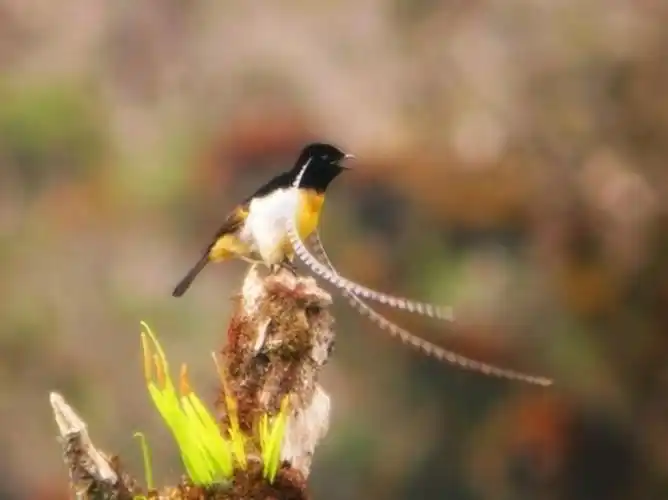 百鸟园534萨克森风鸟