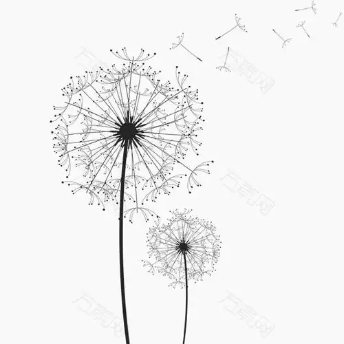卡通手绘蒲公英黑白图片