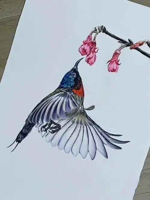 分享更多美丽的彩铅作品～#彩铅  #花鸟