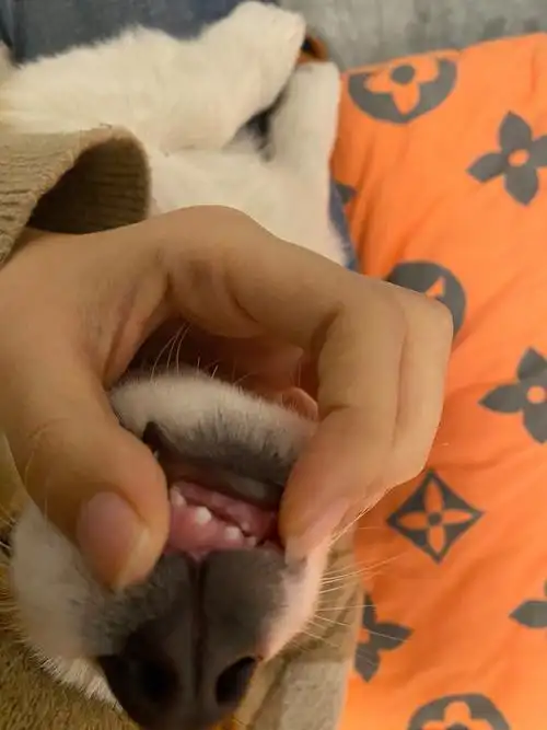 三个半月的柯基小宝宝换牙咯