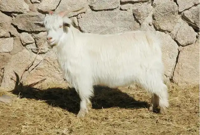 常见山羊品种有沂蒙黑羊,沧山黑羊,波尔山羊,辽宁绒山羊,关中奶山羊