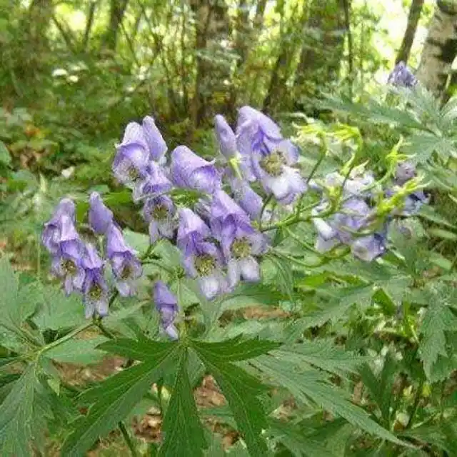 乌头是一种什么样的植物