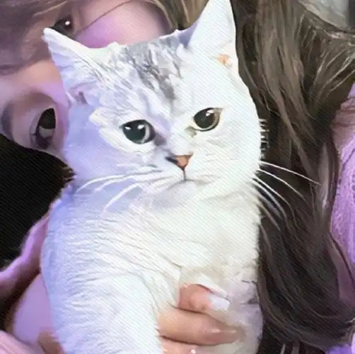 情侣头像一半人一半猫 一人一猫的cp情头