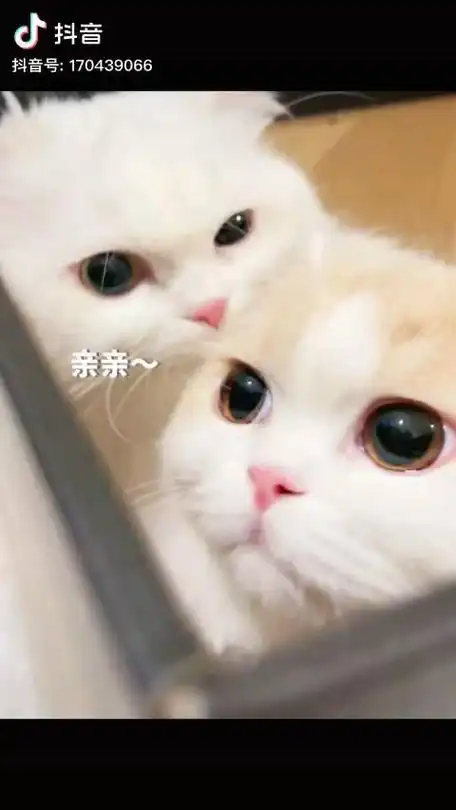 好漂亮好可爱的两只小猫咪亲亲