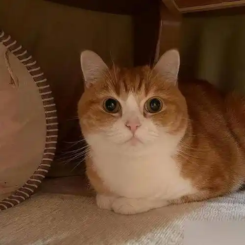 30张可爱的动物图片,心都要被萌化了_世界_松鼠_后院