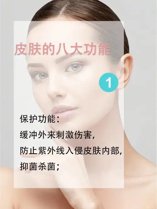皮肤的八大功能
