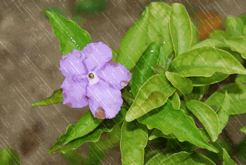 不老女神杨钰莹《三月里的小雨》真的是人美歌甜!