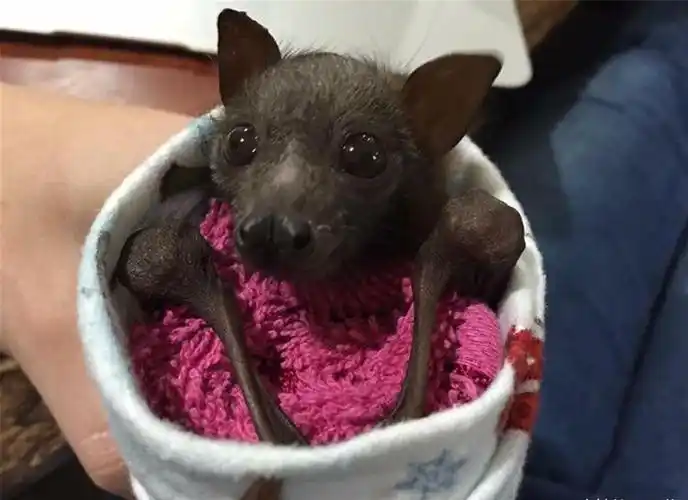 蝙蝠救援组织发布了可爱的蝙蝠照片,以展示它们实际上是多么无害