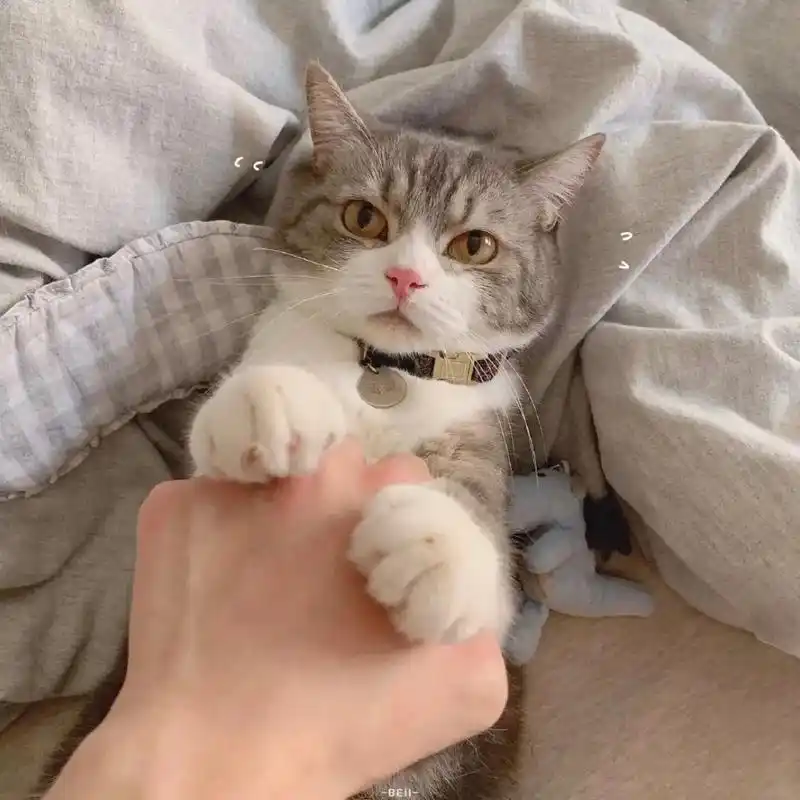 猫咪头像 #情侣头像 #一起换头像 #不明显情头 - 抖音