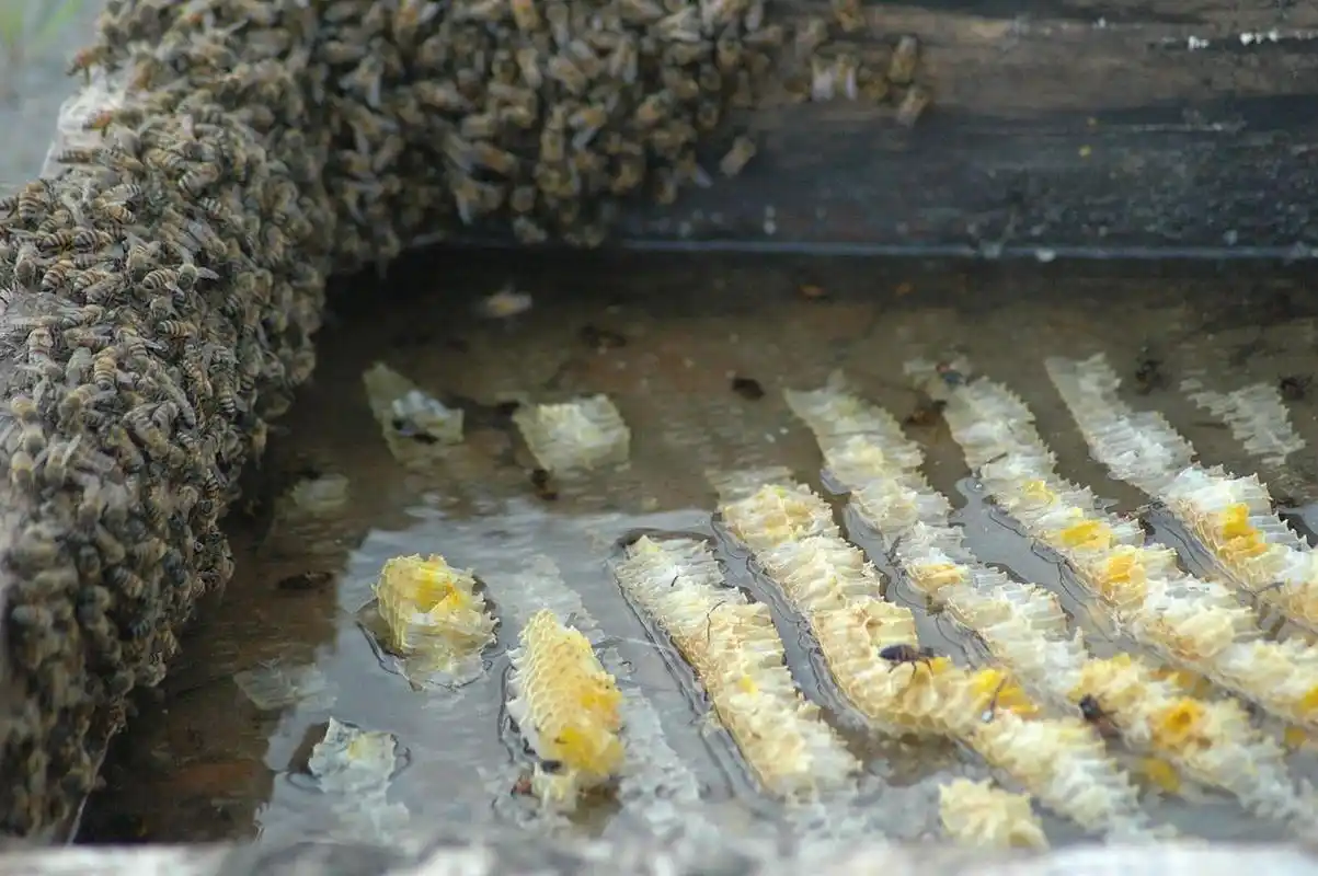 大麦虫养殖,轻松开启热门产业大门!