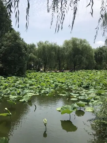 上海松江区的泗泾公园位于泗泾古镇的北部,在泗泾镇老城区的中心地带.