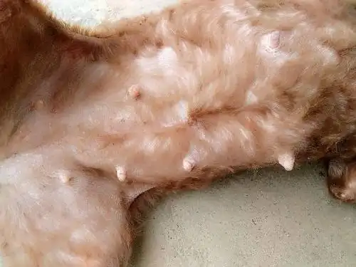 我家狗狗怀孕35天了!肚子没有什么变化怎么回事