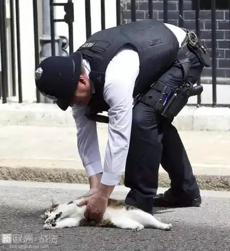 大英首席捕鼠官被外交部猫打得项圈掉一地,喵界甄嬛传搞不好要出喵命