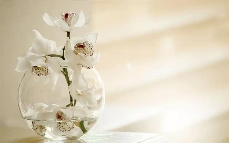 文艺小清新盆栽静物高清桌面壁纸