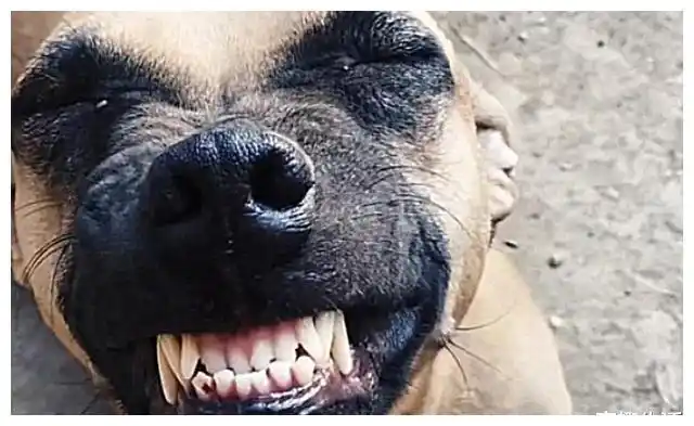 狗肉店买回一只狗狗死里逃生后开心地咧嘴大笑重获新生