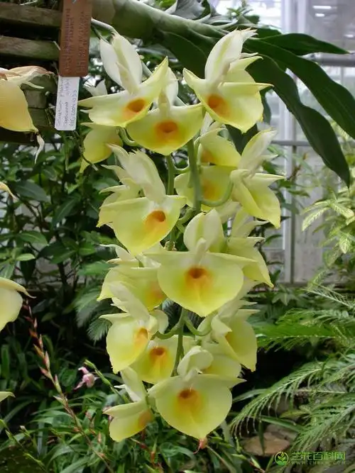 委内瑞拉龙须兰catasetum pileatum图片及特征-兰花百科网 心中理想