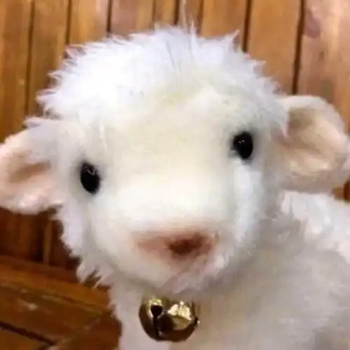 这只小羊是我用了很长时间的微信头像,因为真的真的真的超级无敌宇宙