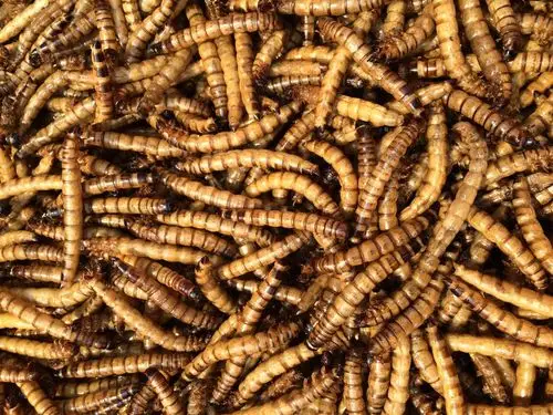 批发大麦虫干 高蛋白低脂肪 酒店时尚食材