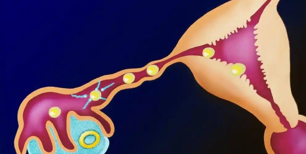 女人有这3个感觉,可能是排卵期来了,不用再费力花时间去算了_女性