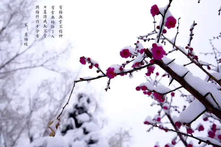 梅花,一身傲骨,它迎风开放,而且开的如此之美,如此之艳,,如此令人心旷