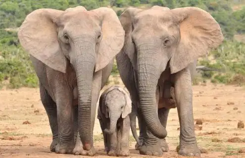 大象种类图片大全(大象的图片大全)_中国历史网