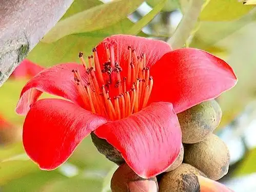 苹果绿 中药大全 功效与作用2,木棉花作为一种 中药药材是属于凉性的