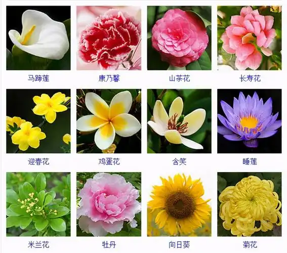 常见花卉图片及名称(100种常见花卉图解大全)