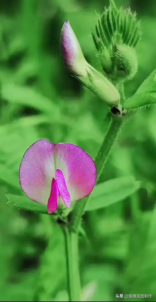 花草图片,一花一世界(花草图片自然风景)