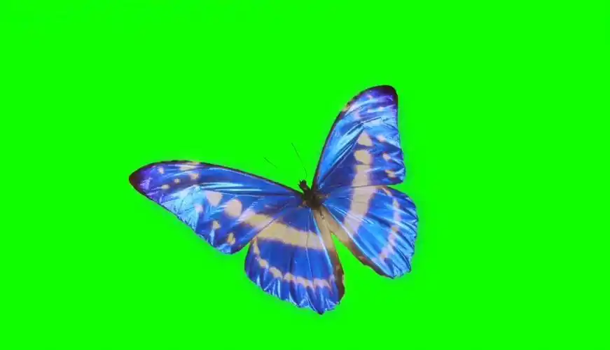 绿幕视频素材蝴蝶