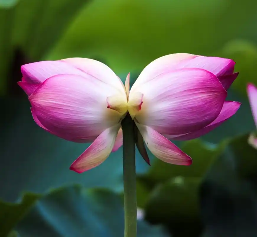 广东省生态学会专家介绍,并蒂莲是说荷花茎杆一枝,花开两朵.