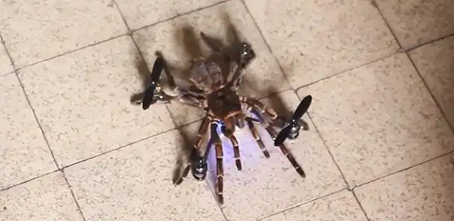 死蜘蛛被改造成僵尸抓娃娃机用尸体也能抓起同伴