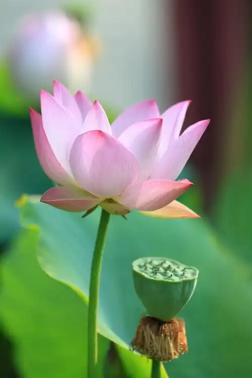 莲花池的荷花20160618